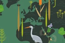 Illustration with world map, reeds, water lilies, a heron and other wetland plants.